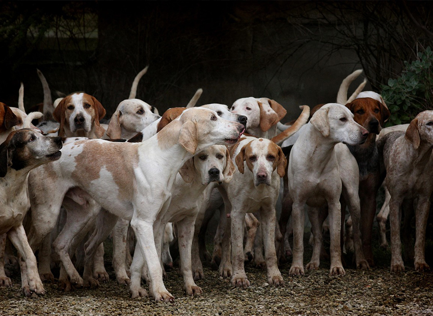 流浪動物保護(hù)